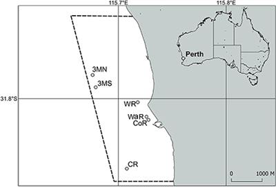 High Latitude Corals Tolerate Severe Cold Spell